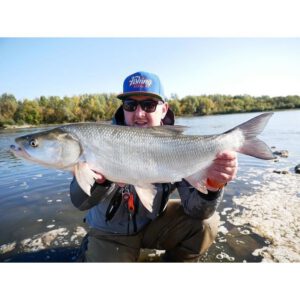 Wobler Salmo Thrill 5cm - tonący - Olive Bleak - obrazek 2