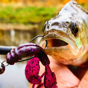 Przynęta Perch Professor Fapping Craw 2"/5,5cm - #01 Original - 6 szt. - obrazek 2