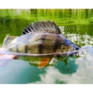 Westin ShadTeez Slim Baitfish 5 cm - obrazek 2