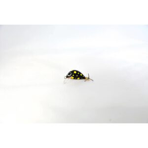 Wobler Murky Baits Bulwa 2.5cm - 2g - wolno tonący - BA11 - obrazek 2