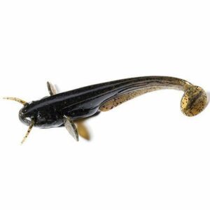 Przynęta FishUp Catfish 2” (5cm) - #043/Watermelon Brown/Black - 8 szt. - obrazek 1