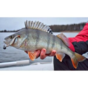 Przynęta WESTIN ShadTeez Slim -Pearl Sand- 7, 5cm 3g - obrazek 2