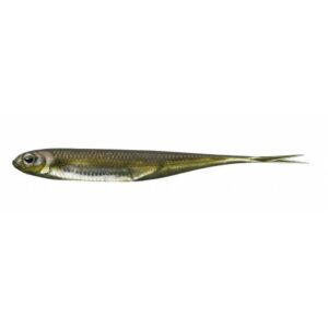 Fish Arrow Flash-J Split 3" - Kosan Ayu/Silver #06 - 1 szt. - obrazek 1