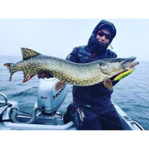 Wobler Salmo Sweeper 14cm - tonący - Holo Red Perch - obrazek 2