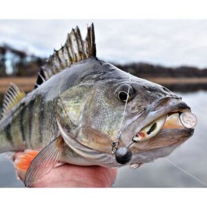 Przynęta WESTIN ShadTeez High 9cm 7g Lively Roach - 1 szt - obrazek 2