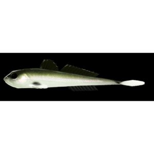Przynęta LIBRA LURES GOBIO 7.3" (18.54cm) - 40g - 031 - OLIVE WHITEFISH - obrazek 1