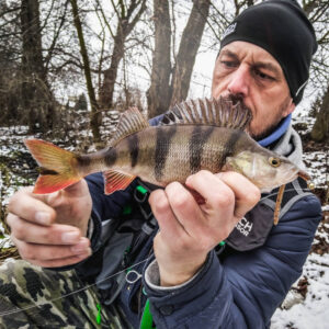 Przynęta Perch Professor Flying Worm 2"/5cm - #03 Bimber Tea - 8 szt. - obrazek 2