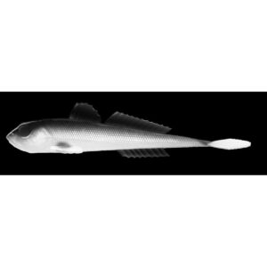 Przynęta LIBRA LURES GOBIO 7.3" (18.54cm) - 40g -  001 -  WHITE - obrazek 1