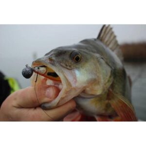 Przynęta WESTIN ShadTeez High 7cm 4g Official Roach - 1 szt - obrazek 2