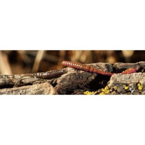Przynęta FishUp ARW worm 2" (5, 5cm) - #042/Watermelon Seed - 12 szt. - obrazek 3
