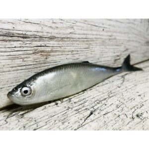 Guma SEWRO CUSTOM BAIT Ukleja 16cm- Czarna Naturalny Ogon - obrazek 3