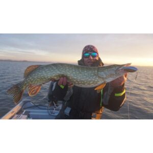 Westin SWIM Jerk 10cm Bling Perch - Tonący - obrazek 3