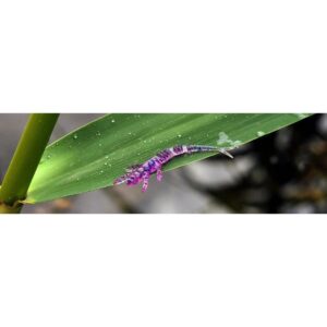 Przynęta FishUp Flit 2” (5, 5 cm) - #048/Bubble Gum - 9 szt. - obrazek 3