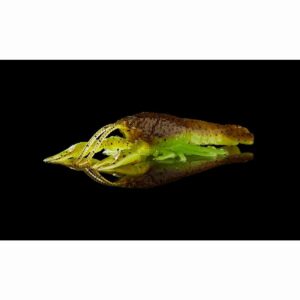 Guma SAVAGE GEAR Ned Craw 6.5cm 2.5g Floating Albino Craw - obrazek 3