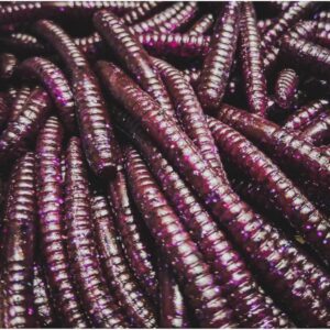 Przynęta Perch Professor Flying Worm 2"/5cm - #02 Purple Pepper - 8 szt. - obrazek 3