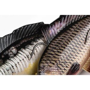 FOX RAGE Super Natural Replicant Carp 18cm Common Carp - obrazek 3