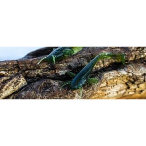 Przynęta FishUp Catfish 2” (5cm) - #036/Caramel/Green & Black - 8 szt. - obrazek 3