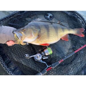 Przynęta WESTIN CreCraw Creaturebait 6, 5cm 4g Lava Craw- 1szt - obrazek 4