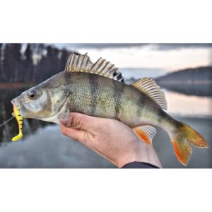 Przynęta WESTIN ShadTeez High 9cm 7g Fire Perch - 1 szt - obrazek 3