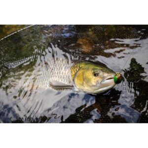 Wobler Salmo Lil`Bug 3cm - pływający - Green Bug - obrazek 4