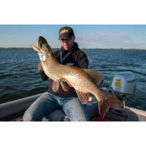 Wobler SALMO Perch 8 cm - Pływający - PERCH - obrazek 4