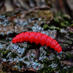 Przynęta Libra Lures Larva 4.5cm, 018 - pink pearl - 8szt (zapach krylowy) - obrazek 4