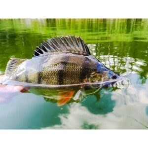 Keitech Easy Shiner 2"/5, 08cm #417 Gold Flash Minnow - 12szt. - obrazek 4