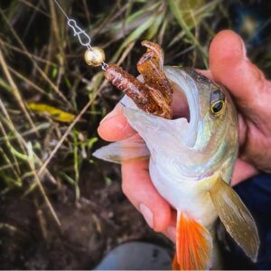 Przynęta Perch Professor Fapping Craw 2"/5cm - #02 Purple Pepper - 6 szt. - obrazek 4