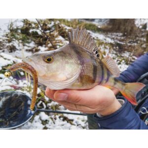 Przynęta Perch Professor Flying Worm 2"/5cm - #02 Purple Pepper - 8 szt. - obrazek 4