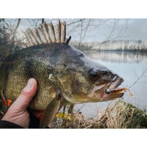 Przynęta Perch Professor Fluky Shad 2.5"/6, 5cm - #01 Original - 6 szt. - obrazek 4