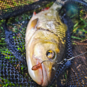 Przynęta Perch Professor F**king Leech 2"/5, 5cm - #03 Bimber Tea - 12 szt. - obrazek 4