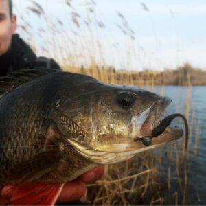 Przynęta Perch Professor F**king Leech 2, 75"/7cm - #01 Original - 8 szt. - obrazek 5