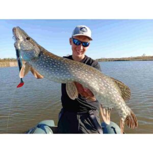 Guma MIKADO MFT Roach 18cm Natural Perch - obrazek 5