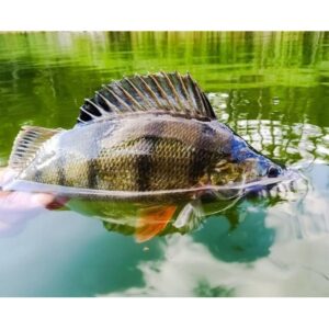 Keitech Easy Shiner 4"/10, 16cm #410 CRYSTAL SHAD - 7szt. - obrazek 5