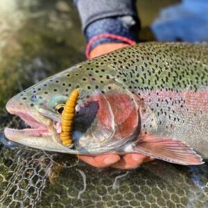 Przynęta Libra Lures Larva 4.5cm, 018 - pink pearl - 8szt (zapach krylowy) - obrazek 5