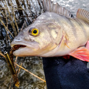 Przynęta Perch Professor Flying Worm 2"/5cm - #02 Purple Pepper - 8 szt. - obrazek 5