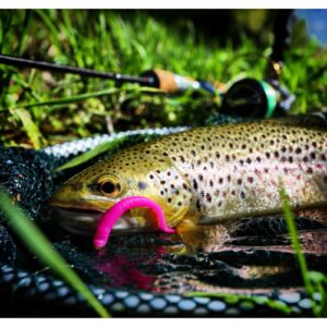 Przynęta LIBRA LURES Dying Worm 7cm -MIX- 001/ 005/ 021/ 036/ 038 (po 3 sztuki z koloru) (bez zapachu) - obrazek 5