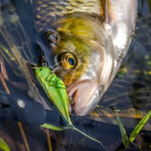 Wobler Imago Lures Hooper Flow 3,5cm - pływający - LBC - obrazek 2