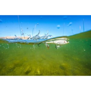 Przynęta Berkley Choppo 90 / 9 cm / 14 g / Floating / Sexy Back - obrazek 2