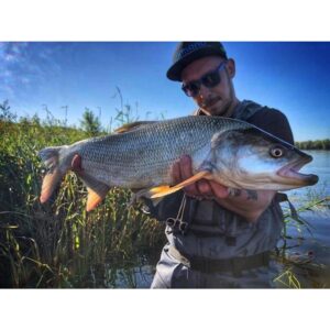Wobler Bielik Focus 7cm | 10g | tonący | Czarno-Złoty - obrazek 3
