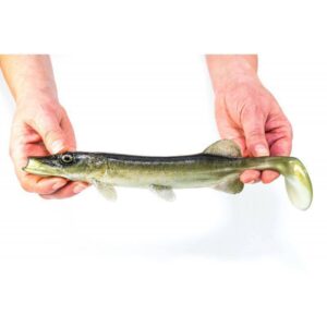 Guma Angry Lures Pike 25cm | NTA - obrazek 2