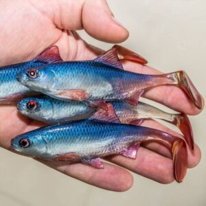 Guma Angry Lures Roach 12,5cm | BSWR - obrazek 2