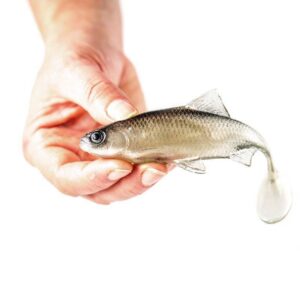 Guma Angry Lures Roach 12,5cm | TSW - obrazek 2