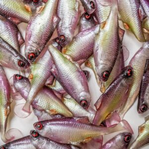 Guma Angry Lures Bitterling 5cm | PWG - obrazek 2