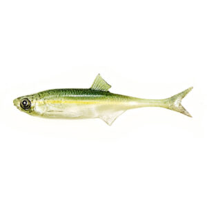 Guma Angry Lures Bleak F-Tail 10cm | WGY - obrazek 1