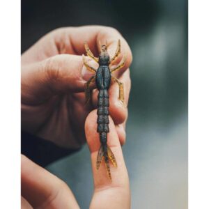 Przynęta Nays DRGN 30 - 3" - 7.6cm - C-36 - 7szt. - obrazek 4